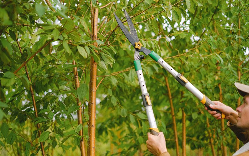 Tree trimming in Plentywood, MT